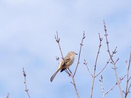 diese schön Nord Spottdrossel war Sitzung Hier thront beim das oben von das Baum. das wenig grau Körper mischen im zu das Umfeld. diese Vogel scheint Ja wirklich komfortabel Hier. foto