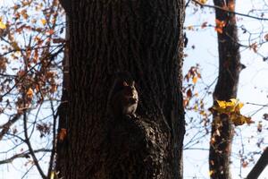 diese süß wenig grau Eichhörnchen ist Sitzung auf das klein Leiste von ein Baum. das Nagetier ist gerade entspannend Hier und Essen etwas Samen. das Sonne ist gerade fangen das Seite von seine Körper Umrisse ihm leicht. foto