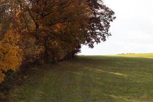 das ziemlich aussehen von das fallen Laub auf das Seite gibt eine solche ein Pop im Farben. das golden Herbst Blätter bekommen bereit zu tropfen. das üppig Grün Gras von das Feld unten scheint zu glühen. foto