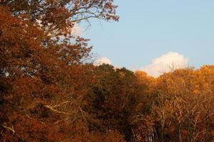 diese Bild war genommen im das Herbst Jahreszeit. das fallen Laub ist im Gipfel Farbe. das orange, braun, und Gelb fast macht das Bäume aussehen mögen Sie sind auf Feuer. foto