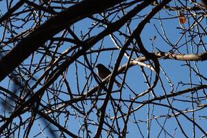 diese süß wenig Vogel saß thront im das Geäst von diese Baum. vorsichtig suchen aus zum Sicherheit. das nackt Glieder Portion zu tarnen seine Körper und behalten ihm sicher von Raubtiere. foto