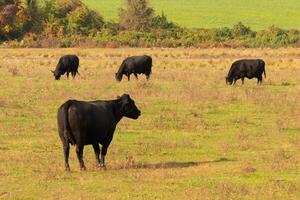 diese schön Feld von Kühe Ja wirklich zeigt an das Ackerland und Wie öffnen diese Bereich Ist. das schwarz Rinder gedehnt über das schön Grün Wiese aus Weiden lassen mit das wolkig Himmel über. foto