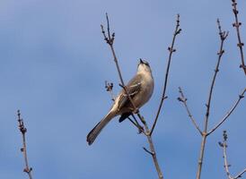 diese schön Nord Spottdrossel war Sitzung Hier thront beim das oben von das Baum. das wenig grau Körper mischen im zu das Umfeld. diese Vogel scheint Ja wirklich komfortabel Hier. foto