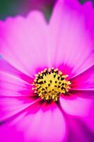 Rosa Kosmos blühen im das Garten mit Himmel im das Hintergrund. foto