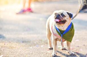 das süß Mops Hund ist auf das Boden. foto