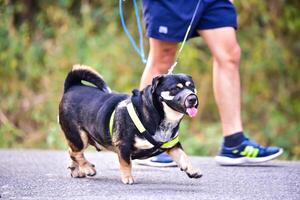 Hund Laufen Übung auf das Straße mit Eigentümer, Übung im das Morgen foto