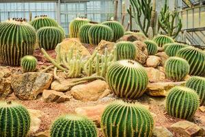 Kaktus gehaltenen im ein Garten Das sieht aus trocken foto