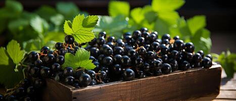 ai generiert Reich Anzeige von schwarz Johannisbeeren im ein hölzern Box . foto