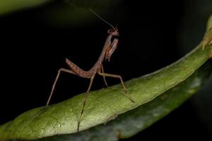 kleine Mantis-Nymphe