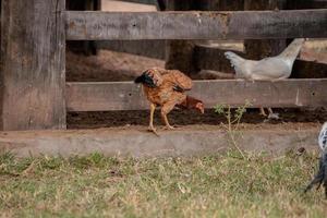 Haustier Huhn foto