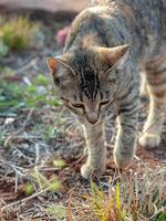 wilde Hauskatze foto