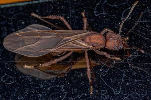 ausgewachsene weibliche Acromyrmex-Blattschneiderkönigin Ameise