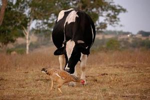 erwachsene Kuh auf einem Bauernhof foto