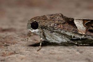 grafische Eulenmotte foto