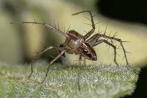 männliche gestreifte Luchsspinne foto