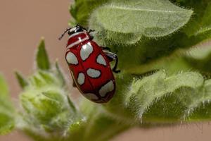 erwachsener Flohkäfer foto