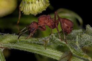 ausgewachsene weibliche Acromyrmex-Blattschneiderkönigin Ameise