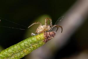 brasilianische kleine Spinne foto