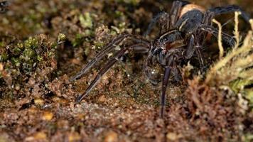 Brasilianische Wolfsspinne foto