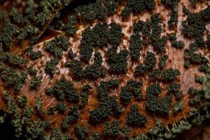 Sporangien des vielköpfigen Schleims, der auf trockenen Blättern auf dem Boden verstreut ist foto