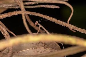 brasilianische kleine Mantis foto