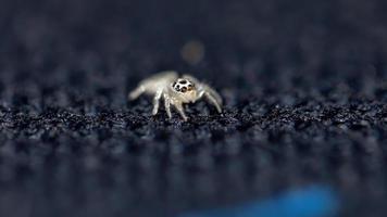 kleine springende Spinne foto