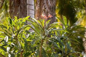mexikanische Plumeria-Pflanze foto