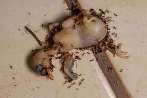 Ameisen jagen einen toten Vogel