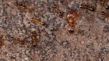 großköpfige Ameisen