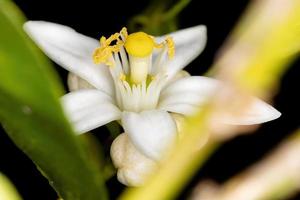 weiße Zitronenblüte foto