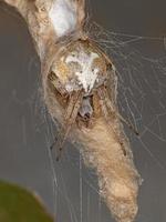 Erwachsene typische Orbweaver-Spinne foto