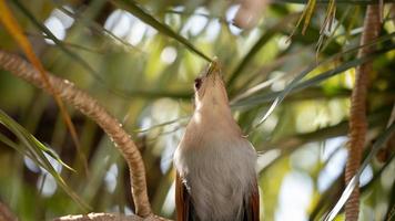 brasilianisches Eichhörnchen Kuckuck foto