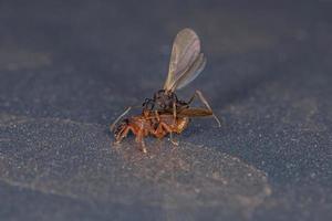 kleine ausgewachsene pilzwachsende Ameisen