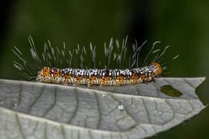 Raupe der weißen und orangefarbenen Cutworm Motte foto