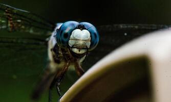 sehr detailliert Makro Foto von ein Libelle. Makro Schuss, zeigen Einzelheiten von das Libelle Augen und Flügel. schön Libelle im natürlich Lebensraum