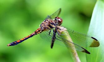 sehr detailliert Makro Foto von ein Libelle. Makro Schuss, zeigen Einzelheiten von das Libelle Augen und Flügel. schön Libelle im natürlich Lebensraum