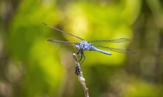 sehr detailliert Makro Foto von ein Libelle. Makro Schuss, zeigen Einzelheiten von das Libelle Augen und Flügel. schön Libelle im natürlich Lebensraum