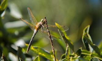 sehr detailliert Makro Foto von ein Libelle. Makro Schuss, zeigen Einzelheiten von das Libelle Augen und Flügel. schön Libelle im natürlich Lebensraum