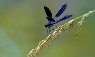 sehr detailliert Makro Foto von ein Libelle. Makro Schuss, zeigen Einzelheiten von das Libelle Augen und Flügel. schön Libelle im natürlich Lebensraum