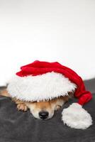 komisch Shiba inu Hund Lügen im ein Santa claus Hut. Hund auf ein Weiß Hintergrund foto