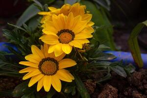 Gazania Blumen haben blühte, Blumen sind Symbole von Schönheit und Reinheit foto