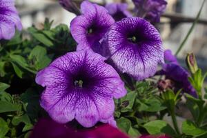 Nahansicht von violett Petunie Blume, Petunie hybrida. Sommer- Garten Hintergrund foto