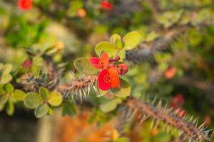 Euphorbia Milli, Krone von Dornen, Christus Dorn, Rosa Blume foto