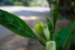 wenig Jackfrucht auf das Jackfrucht Baum tropisch Obst auf Natur Blatt Hintergrund foto