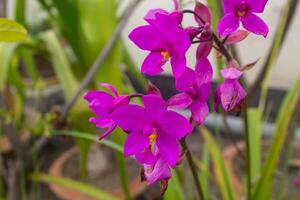 ein schön Orchidee im das Garten. Dendrobium ist einer von das größten von alle Orchidee Gruppen foto