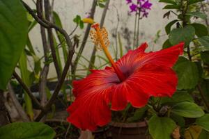 Nahansicht Aussicht von rot Hibiskus Blume foto