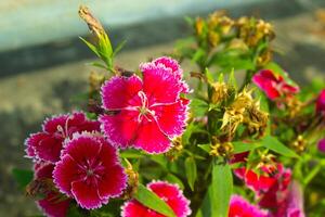 rot Rosa Blumen Gruppe auf das Grün verschwommen Boden foto