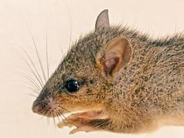 ein klein braun Maus mit lange Ohren foto