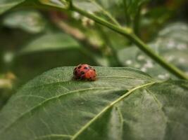 ein Marienkäfer auf ein Blatt foto