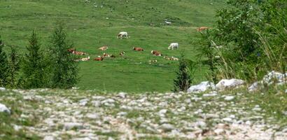 Kühe ruhen auf ein Grün Wiese auf krvavec Berg, Slowenien foto